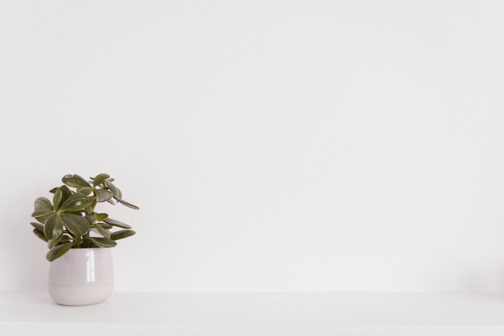 Elegant succulent plant in a white vase on a minimalist white background, ideal for modern decor themes.