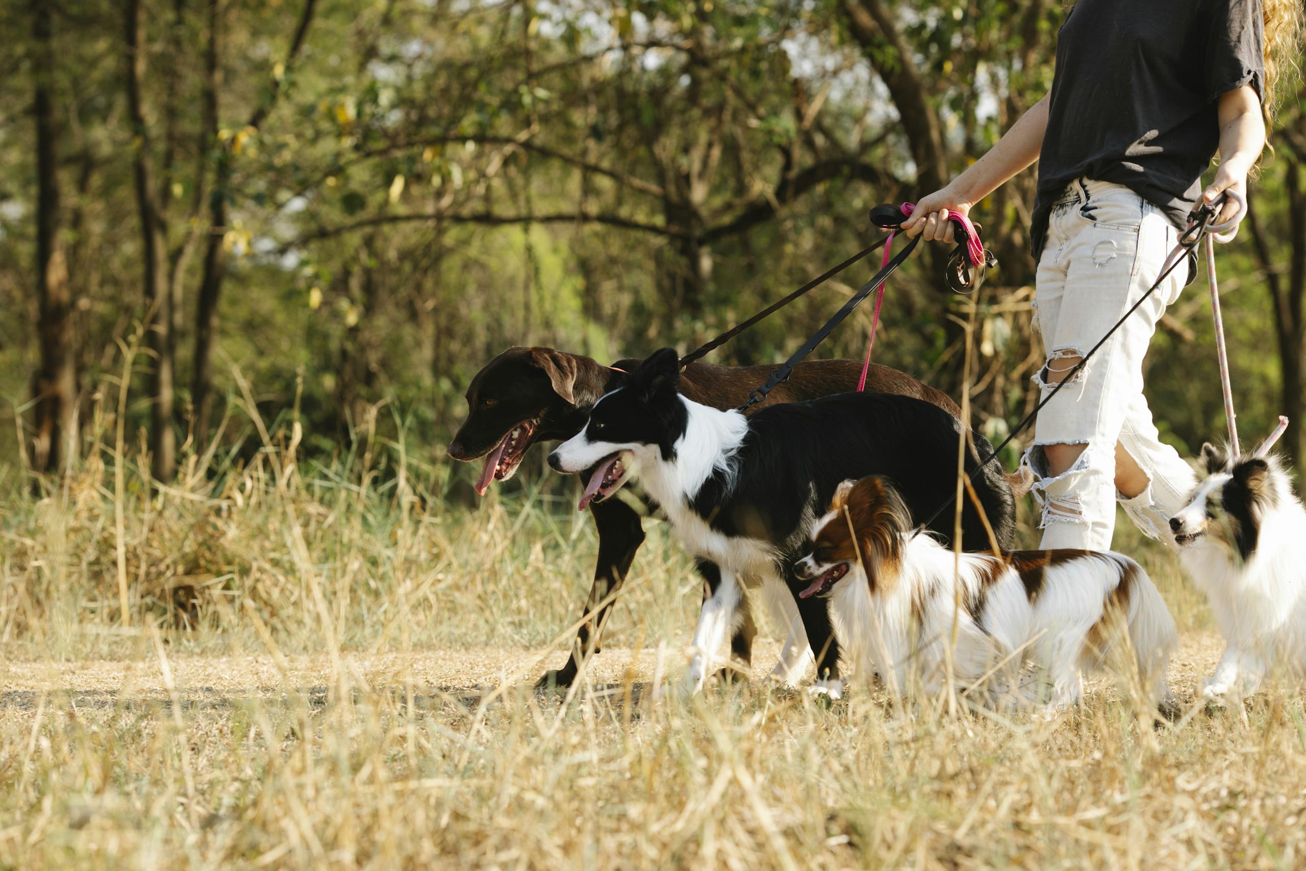 A dog walker leads a group of dogs on leashes through a sunny park trail.
